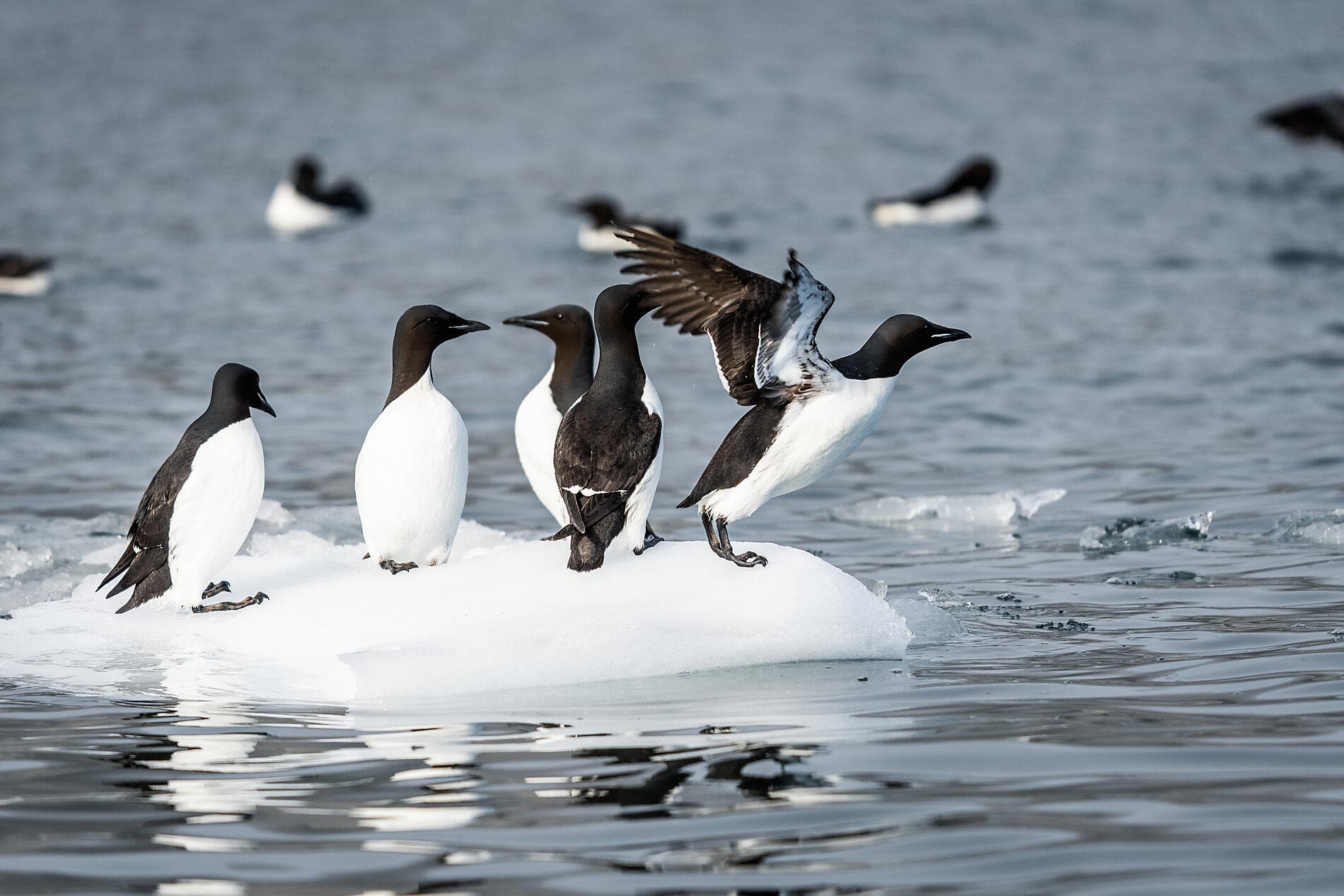 Au cœur des glaces de l'Arctique, du Svalbard au Groenland ©StudioPONANT-Morgane Monnere