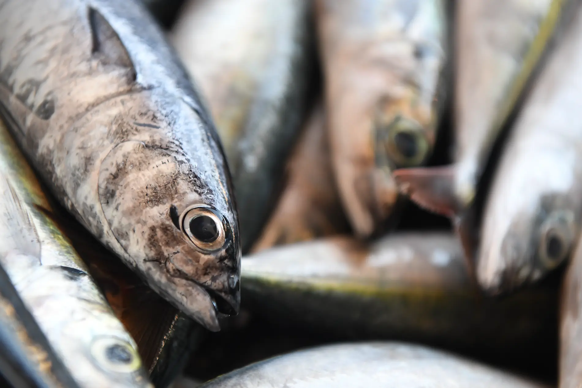 Entre volcans et océan, du Cap-Vert aux Canaries 