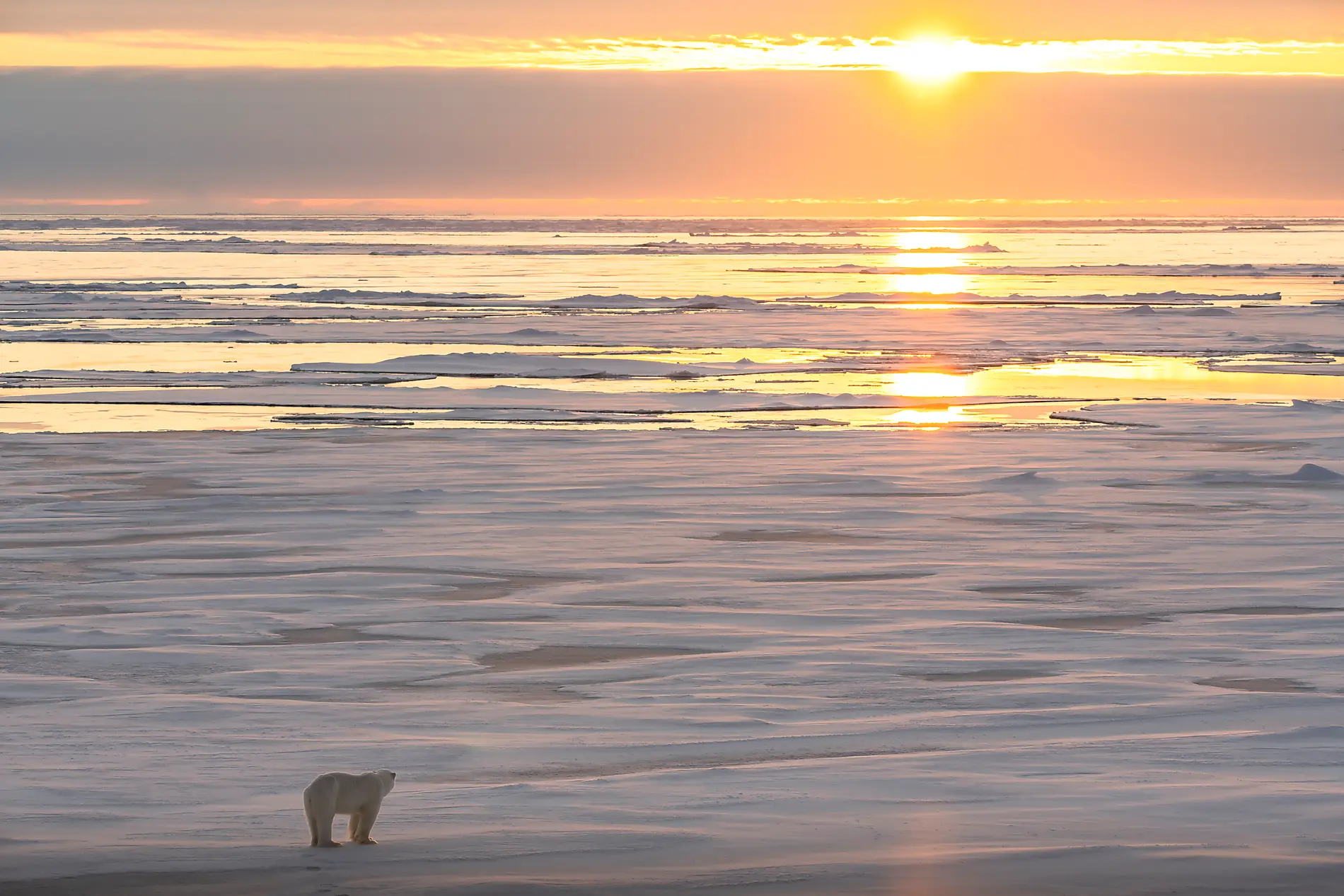 Le pôle Nord géographique 