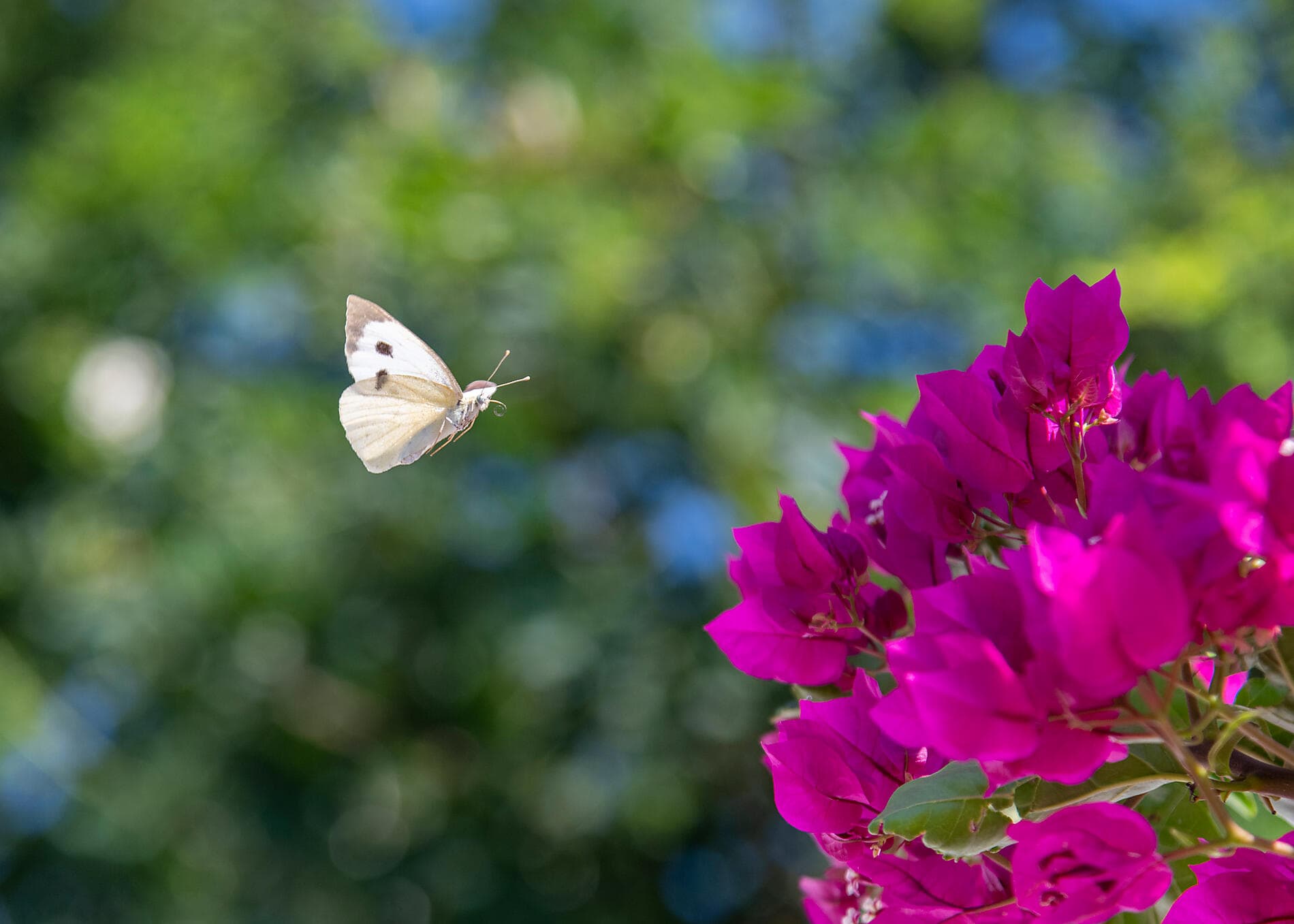 Le Ponant d'île en île, d'Athènes à Dubrovnik