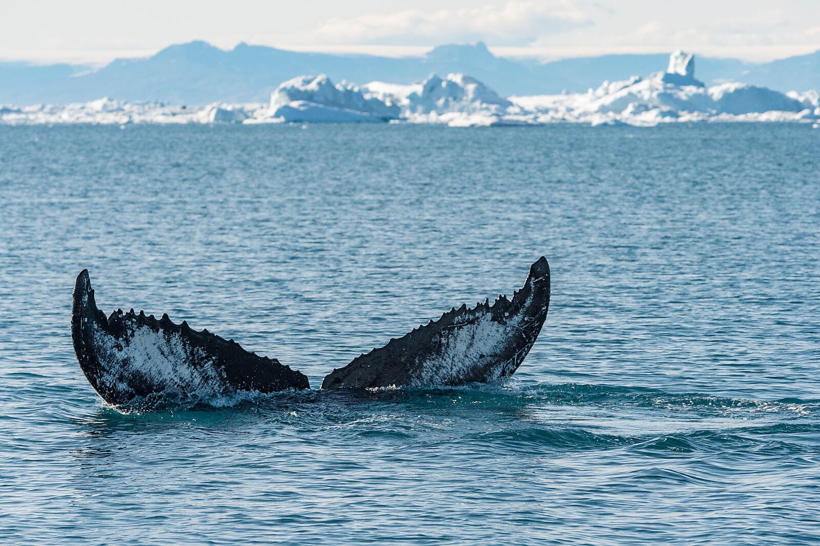 Au cœur du passage du Nord-Ouest 