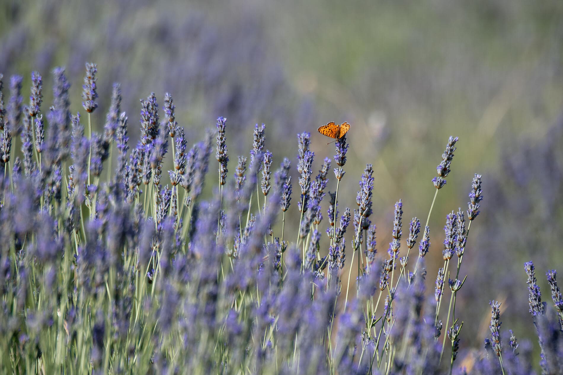 Adriatique artistique avec Pinault Collection